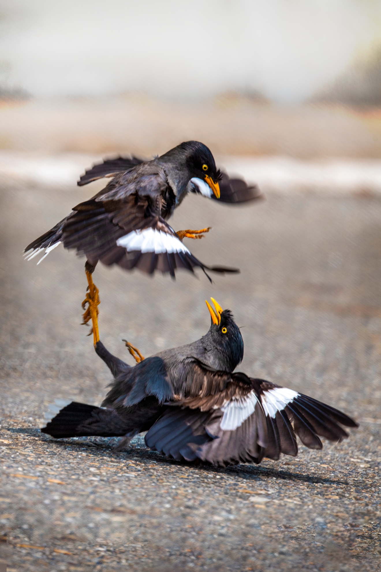 4月- 佳作-爭-洪子芸